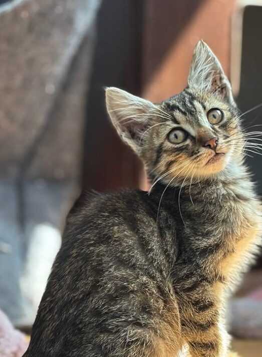 Woody the rescue kitten at the shelter in Romania, sitting in front of a cat bed. He has tabby fur and green eyes.