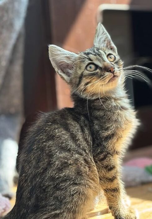 Woody the rescue kitten at the shelter in Romania, sitting in front of a cat bed. He has tabby fur and green eyes.