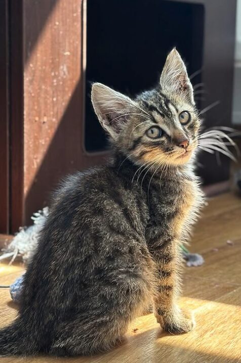 Woody the rescue kitten at the shelter in Romania, sitting in front of a cat bed. He has tabby fur and green eyes.