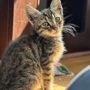 Woody the rescue kitten at the shelter in Romania, sitting in front of a cat bed. He has tabby fur and green eyes.