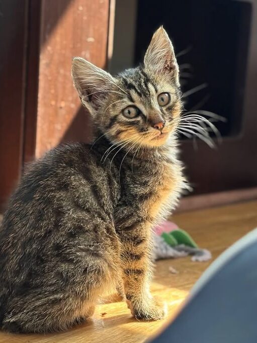 Woody the rescue kitten at the shelter in Romania, sitting in front of a cat bed. He has tabby fur and green eyes.