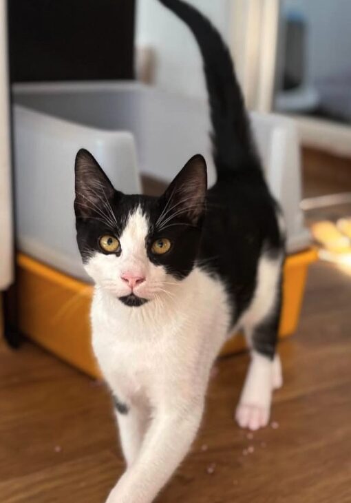 Elmo the rescue kitten at the shelter in Romania walking towards the camera. His fur is black and white and he has golden eyes.