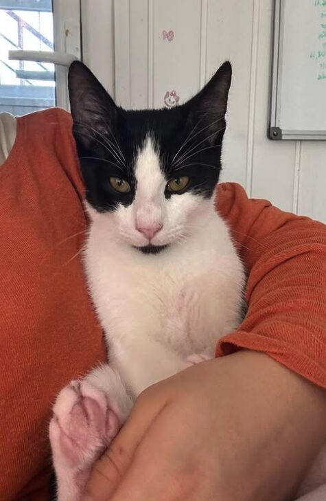 Elmo the rescue kitten at the shelter in Romania enjoying a cuddle with a member of the team who is wearing an orange jumper