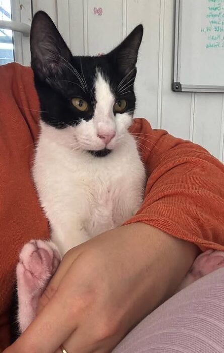 Elmo the rescue kitten at the shelter in Romania enjoying a cuddle with a member of the team who is wearing an orange jumper