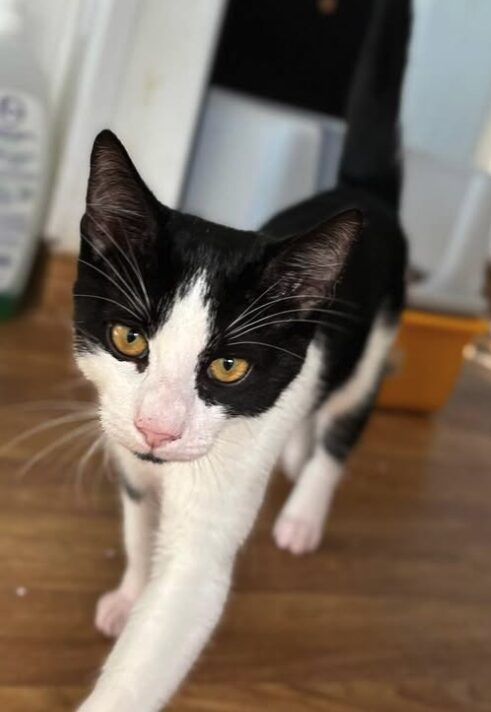 Elmo the rescue kitten at the shelter in Romania walking towards the camera. His fur is black and white and he has golden eyes.