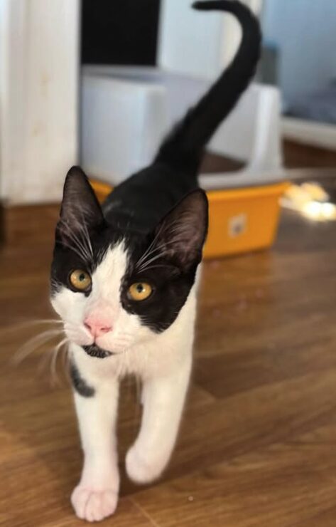 Elmo the rescue kitten at the shelter in Romania walking towards the camera. His fur is black and white and he has golden eyes.