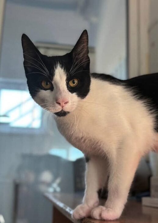 Elmo the rescue kitten at the shelter in Romania, standing on a table with a glass door in the background