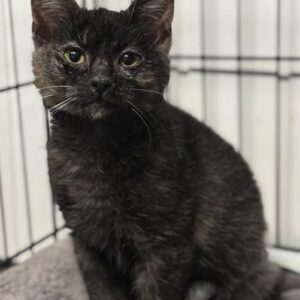 Indigo the rescue kitten at the shelter in Romania sitting in a cat pen on a soft blanket.