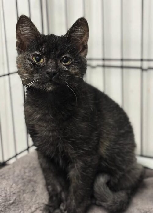 Indigo the rescue kitten at the shelter in Romania sitting in a cat pen on a soft blanket.