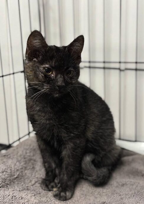 Indigo the rescue kitten at the shelter in Romania sitting in a cat pen on a soft blanket.