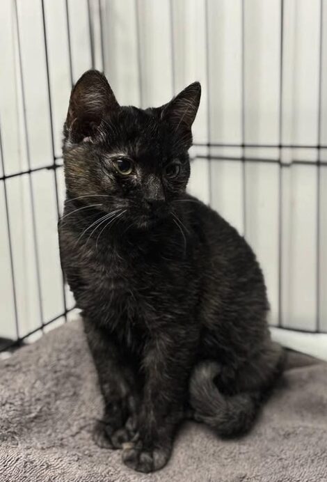 Indigo the rescue kitten at the shelter in Romania sitting in a cat pen on a soft blanket.