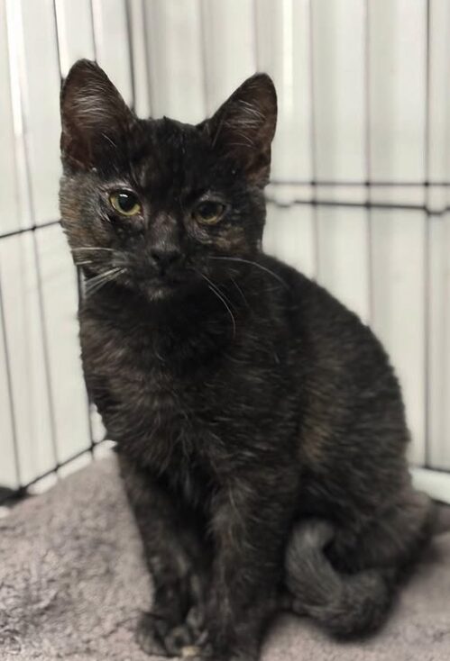 Indigo the rescue kitten at the shelter in Romania sitting in a cat pen on a soft blanket.