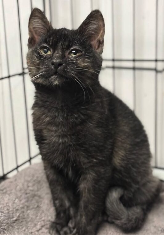 Indigo the rescue kitten at the shelter in Romania sitting in a cat pen on a soft blanket.