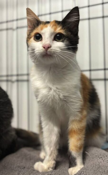 Violet the rescue kitten at the shelter in Romania sitting in a cat pen on a soft blanket.