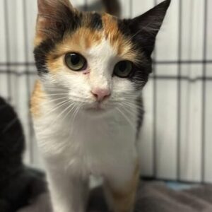 Violet the rescue kitten at the shelter in Romania sitting in a cat pen on a soft blanket.