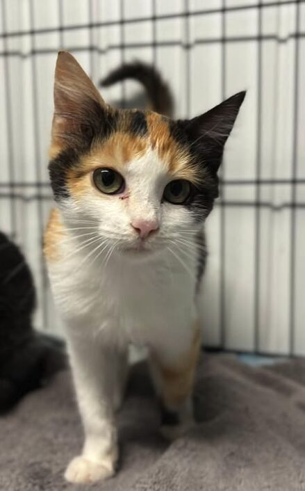 Violet the rescue kitten at the shelter in Romania sitting in a cat pen on a soft blanket.