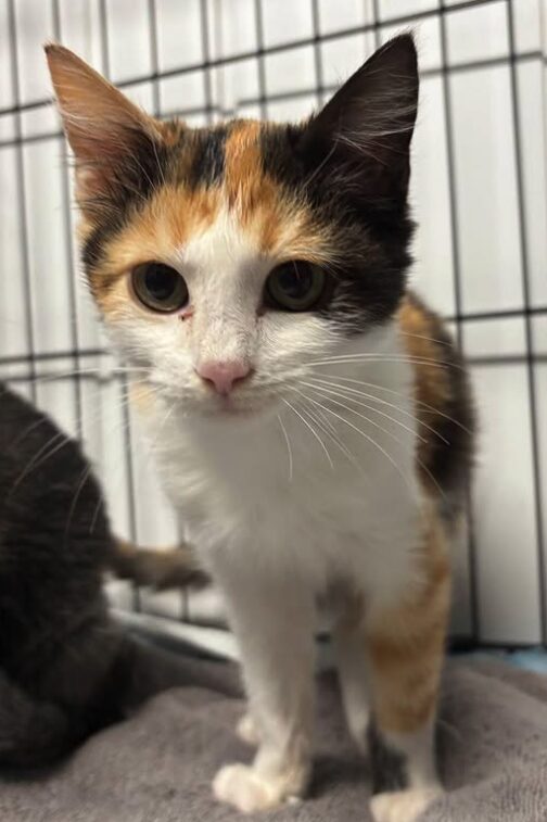 Violet the rescue kitten at the shelter in Romania sitting in a cat pen on a soft blanket.