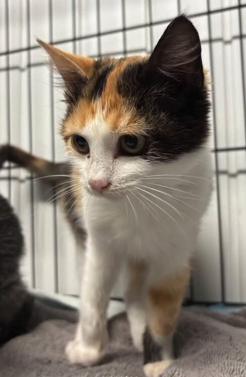 Violet the rescue kitten at the shelter in Romania sitting in a cat pen on a soft blanket.