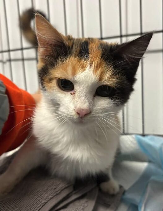 Violet the rescue kitten at the shelter in Romania sitting in a cat pen on a soft blanket.