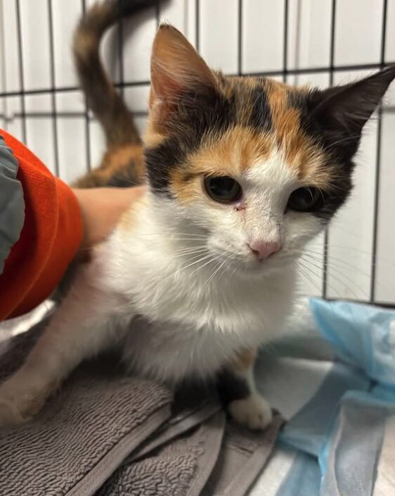 Violet the rescue kitten at the shelter in Romania sitting in a cat pen on a soft blanket.