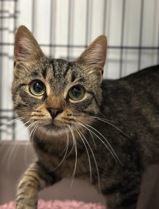 Ari the rescue cat at the shelter in Romania. He is sitting on a patterned blanket in a cat carrier.