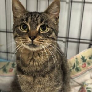 Ari the rescue cat at the shelter in Romania. He is sitting on a patterned blanket in a cat carrier.