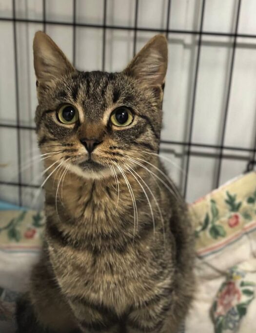 Ari the rescue cat at the shelter in Romania. He is sitting on a patterned blanket in a cat carrier.