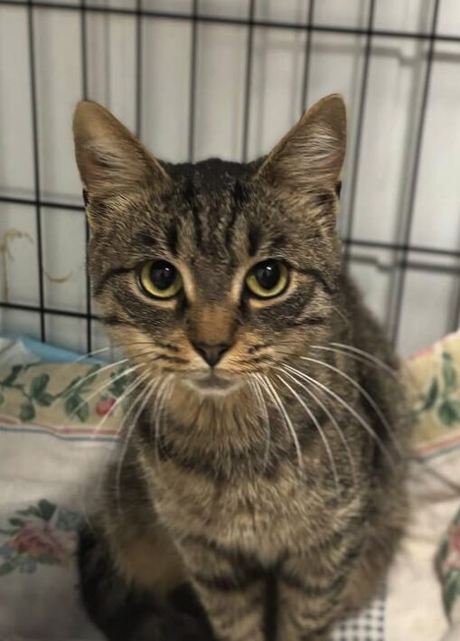 Ari the rescue cat at the shelter in Romania. He is sitting on a patterned blanket in a cat carrier.