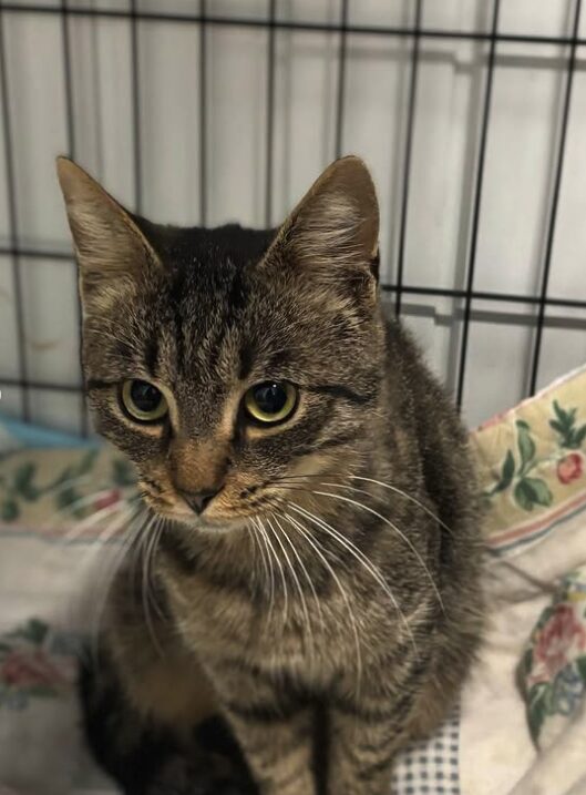 Ari the rescue cat at the shelter in Romania. He is sitting on a patterned blanket in a cat carrier.