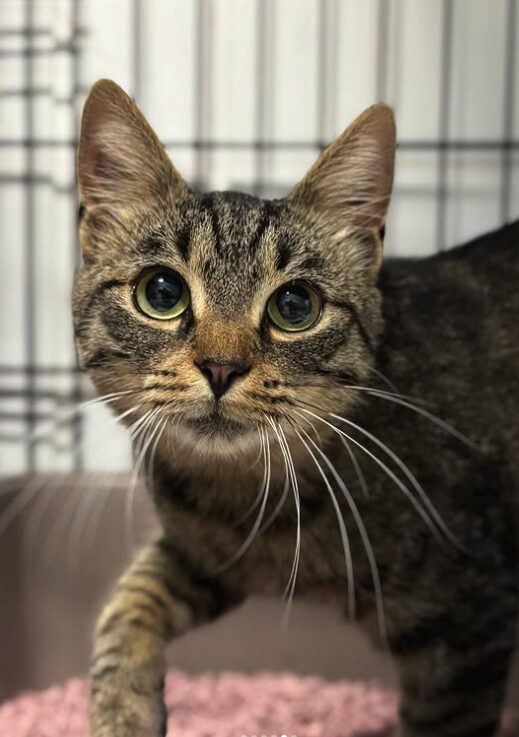 Ari the rescue cat at the shelter in Romania. He is sitting on a patterned blanket in a cat carrier.