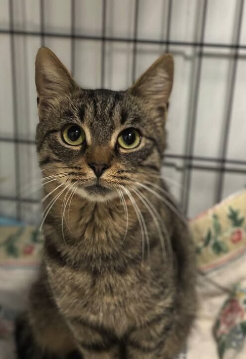 Ari the rescue cat at the shelter in Romania. He is sitting on a patterned blanket in a cat carrier.