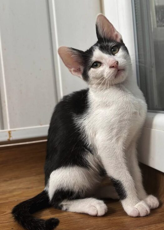 Bella the rescue kitten at the shelter in Romania, sitting on a wooden floor in front of a white door