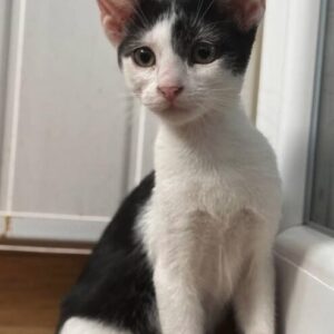 Bella the rescue kitten at the shelter in Romania, sitting on a wooden floor in front of a white door