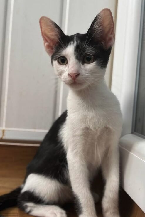 Bella the rescue kitten at the shelter in Romania, sitting on a wooden floor in front of a white door