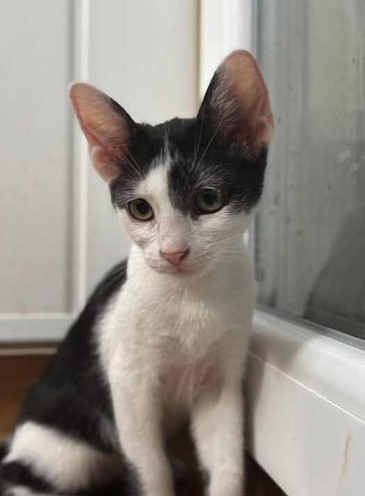 Bella the rescue kitten at the shelter in Romania, sitting on a wooden floor in front of a white door