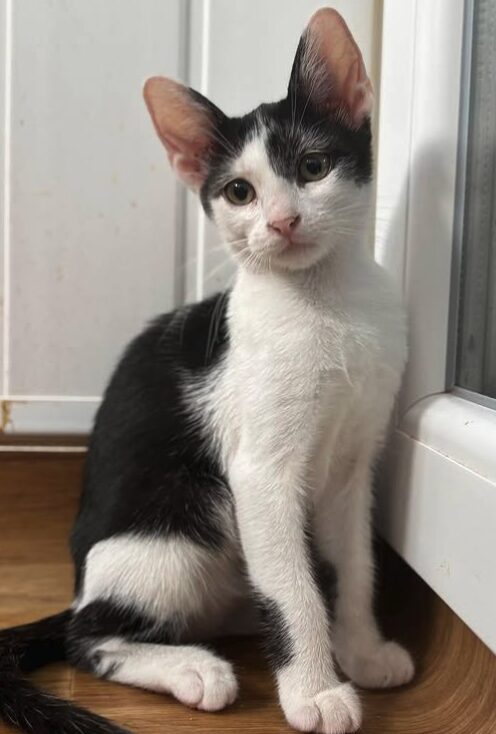 Bella the rescue kitten at the shelter in Romania, sitting on a wooden floor in front of a white door