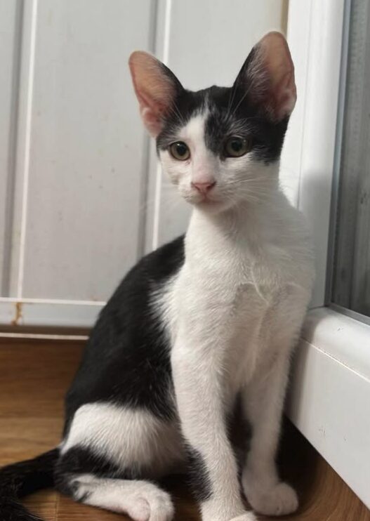 Bella the rescue kitten at the shelter in Romania, sitting on a wooden floor in front of a white door