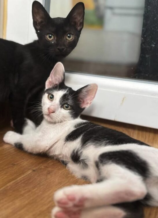 Bella the rescue kitten at the shelter in Romania, sitting on a wooden floor in front of a white door. Sitting next to her is a black kitten.