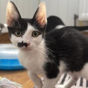 Ace the rescue kitten at the shelter in Romania. He has black and white markings and is sitting in a white room on a wooden floor.