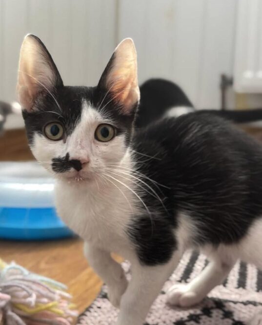 Ace the rescue kitten at the shelter in Romania. He has black and white markings and is sitting in a white room on a wooden floor.