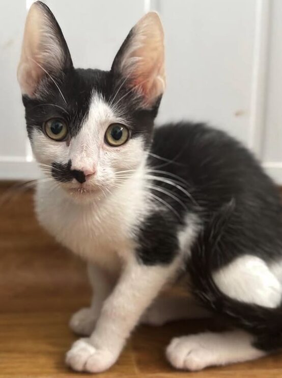 Ace the rescue kitten at the shelter in Romania. He has black and white markings and is sitting in a white room on a wooden floor.