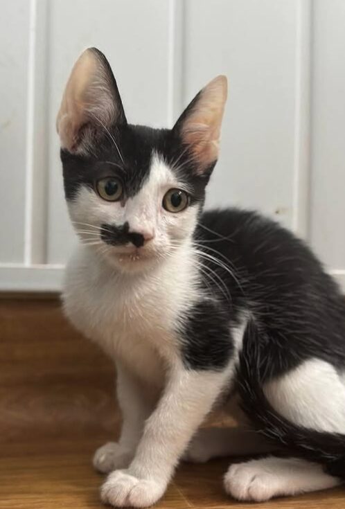 Ace the rescue kitten at the shelter in Romania. He has black and white markings and is sitting in a white room on a wooden floor.