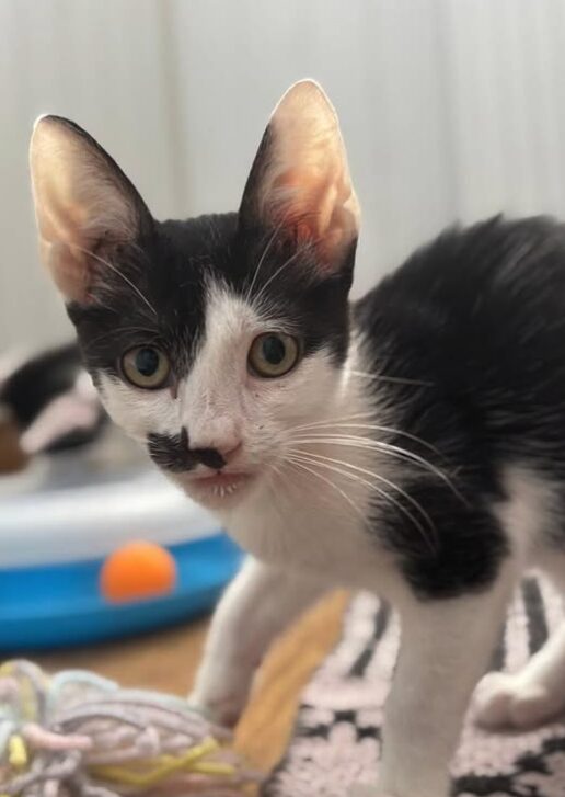 Ace the rescue kitten at the shelter in Romania. He has black and white markings and is sitting in a white room on a wooden floor.