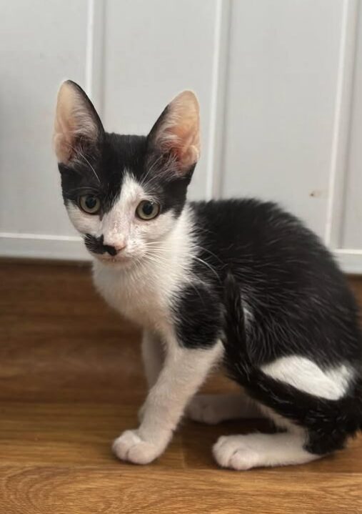 Ace the rescue kitten at the shelter in Romania. He has black and white markings and is sitting in a white room on a wooden floor.