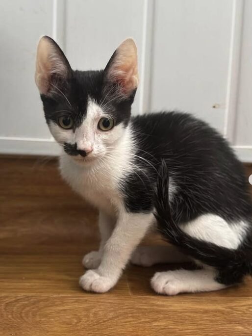 Ace the rescue kitten at the shelter in Romania. He has black and white markings and is sitting in a white room on a wooden floor.