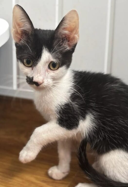 Ace the rescue kitten at the shelter in Romania. He has black and white markings and is sitting in a white room on a wooden floor.