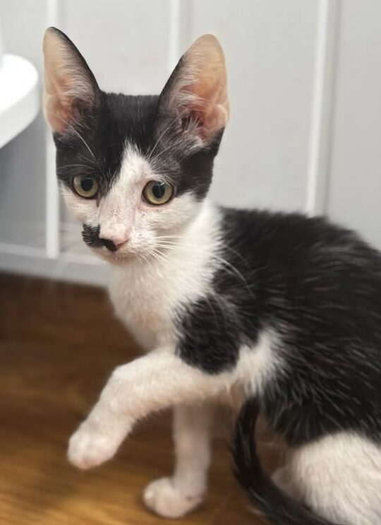 Ace the rescue kitten at the shelter in Romania. He has black and white markings and is sitting in a white room on a wooden floor.