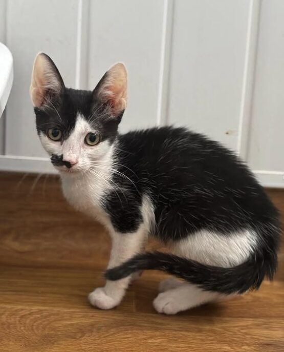 Ace the rescue kitten at the shelter in Romania. He has black and white markings and is sitting in a white room on a wooden floor.