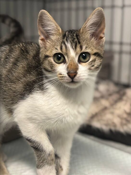 Smudge the rescue kitten at the shelter in Romania. She is sitting in a black cat crate on a white blanket.