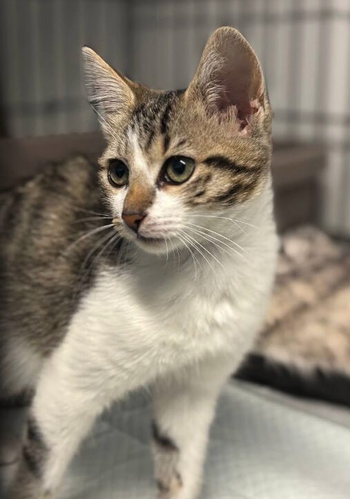 Smudge the rescue kitten at the shelter in Romania. She is sitting in a black cat crate on a white blanket.